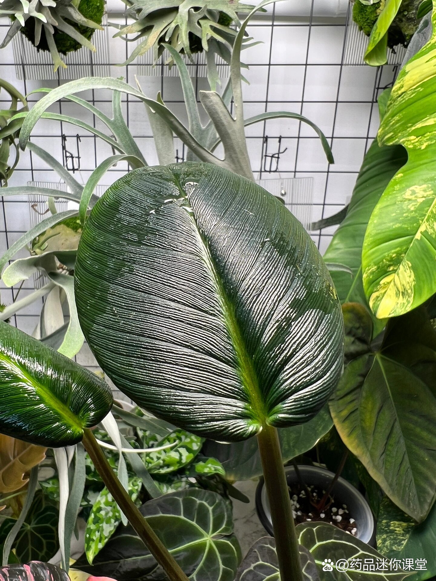 分享一种巨难养的千年健