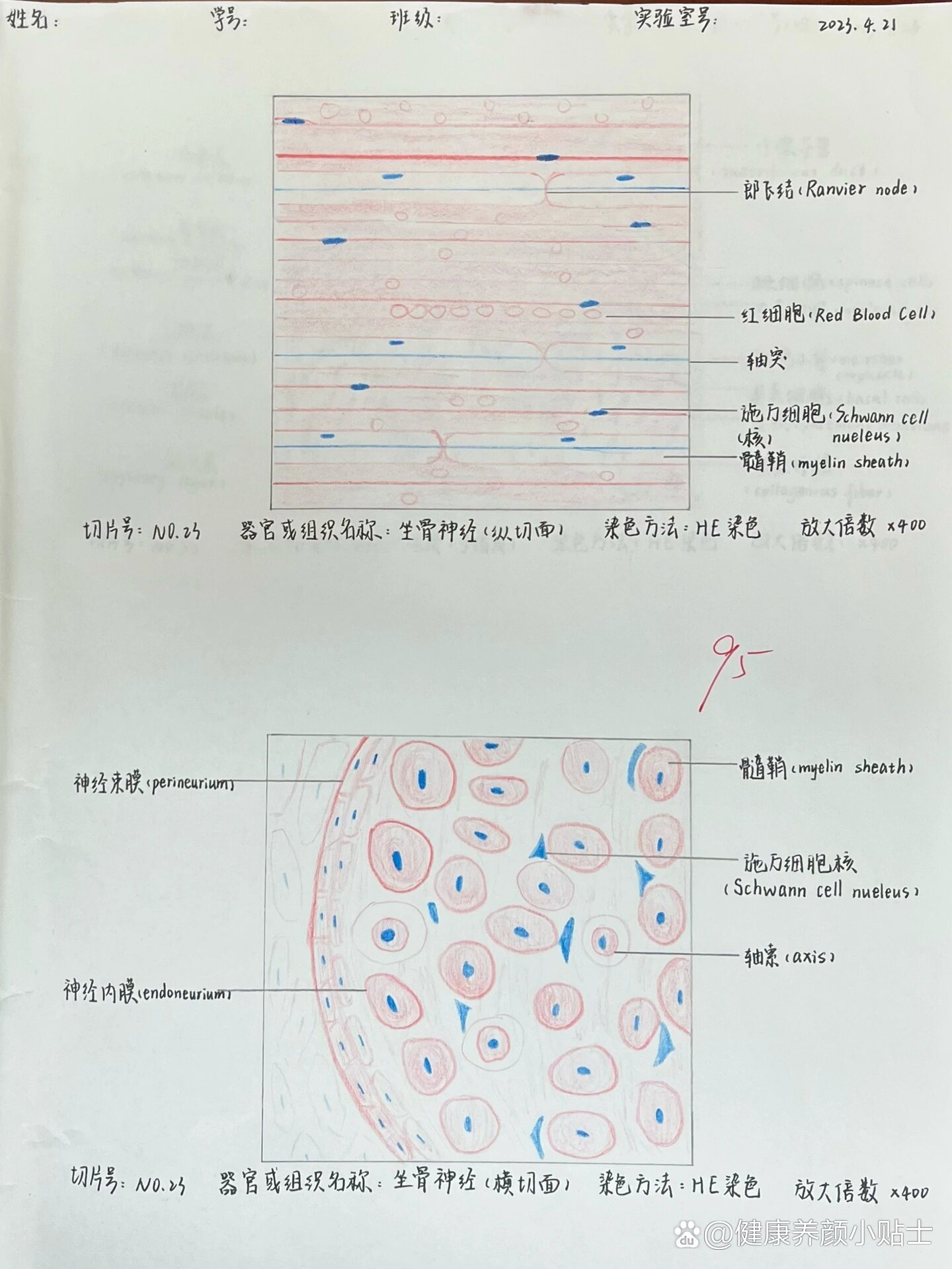 神经原纤维红蓝手绘图图片