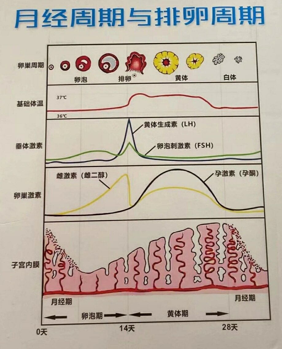 怀孕后激素水平变化图图片