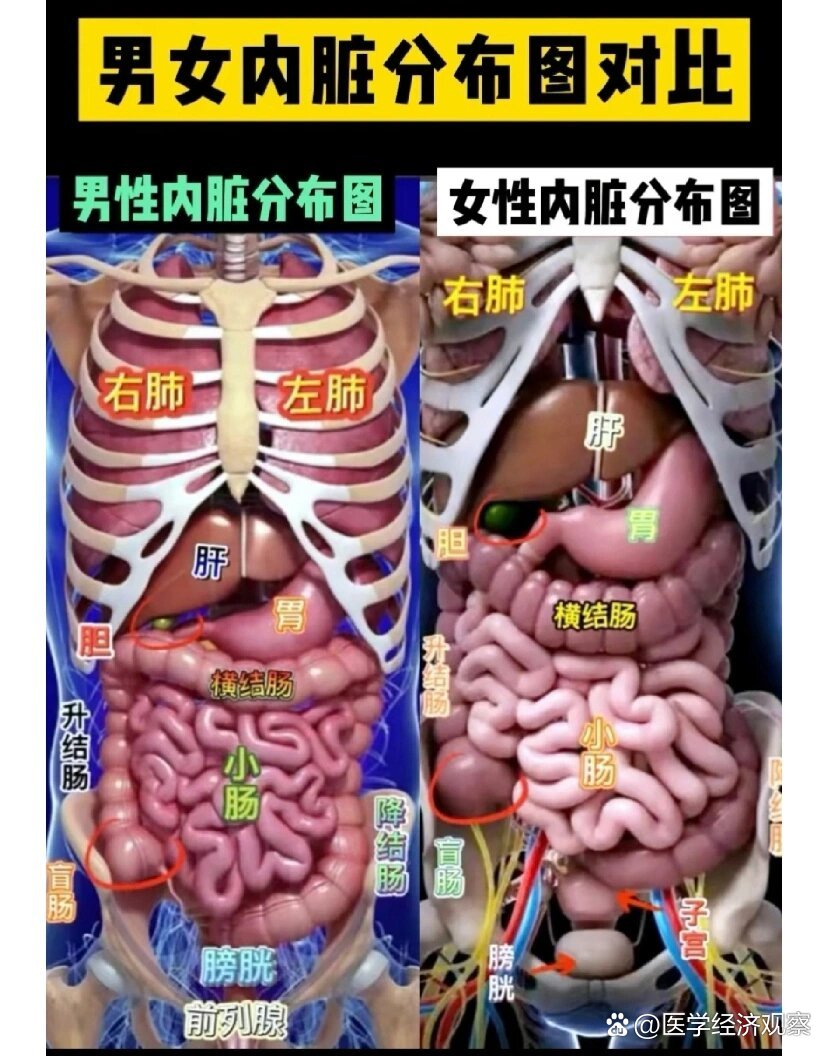 人体的五脏六腑分布图