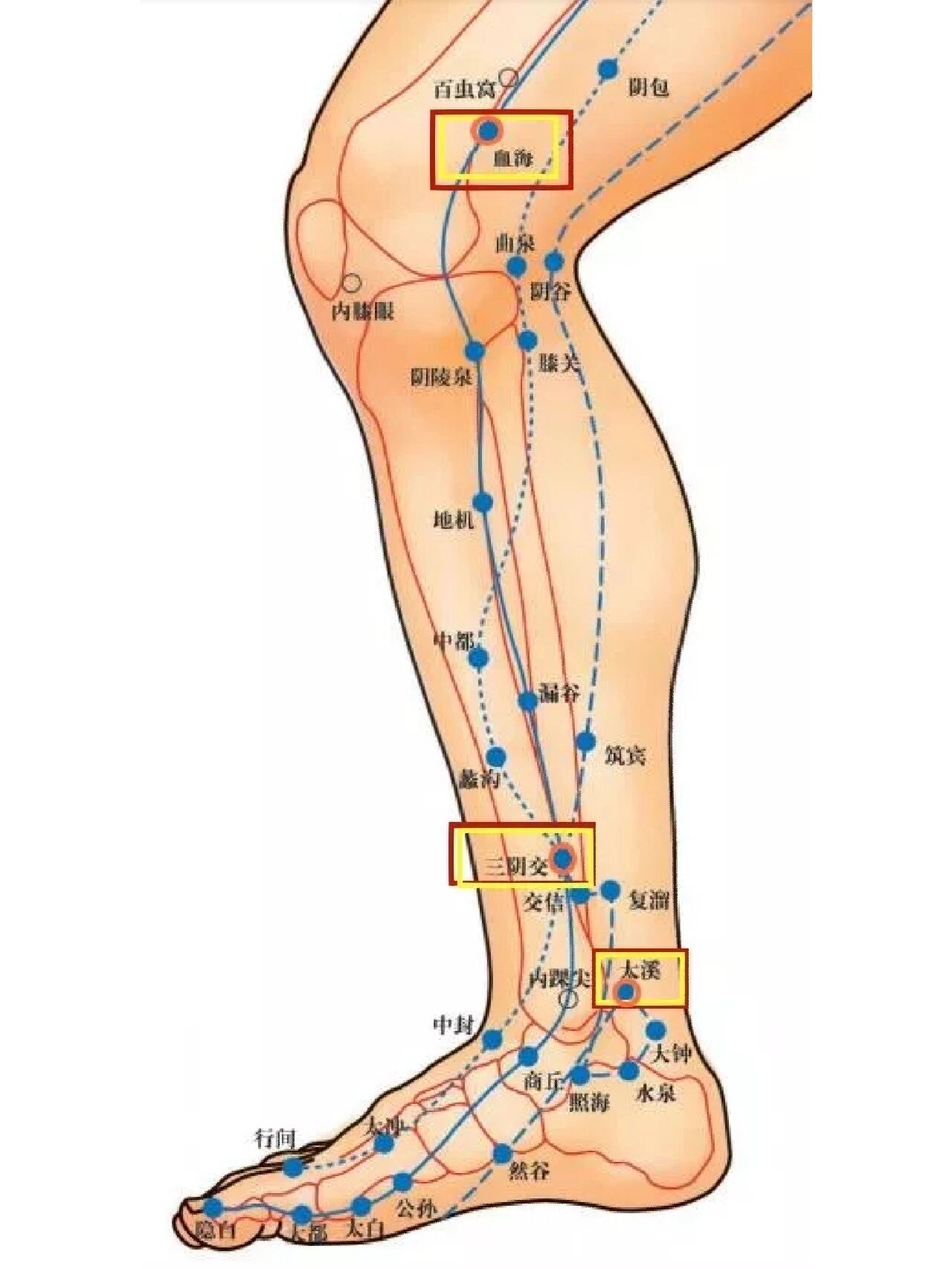 在腿部,脾,胃,肝,肾等重要脏腑的经脉都经过于此,艾灸可以通过经络