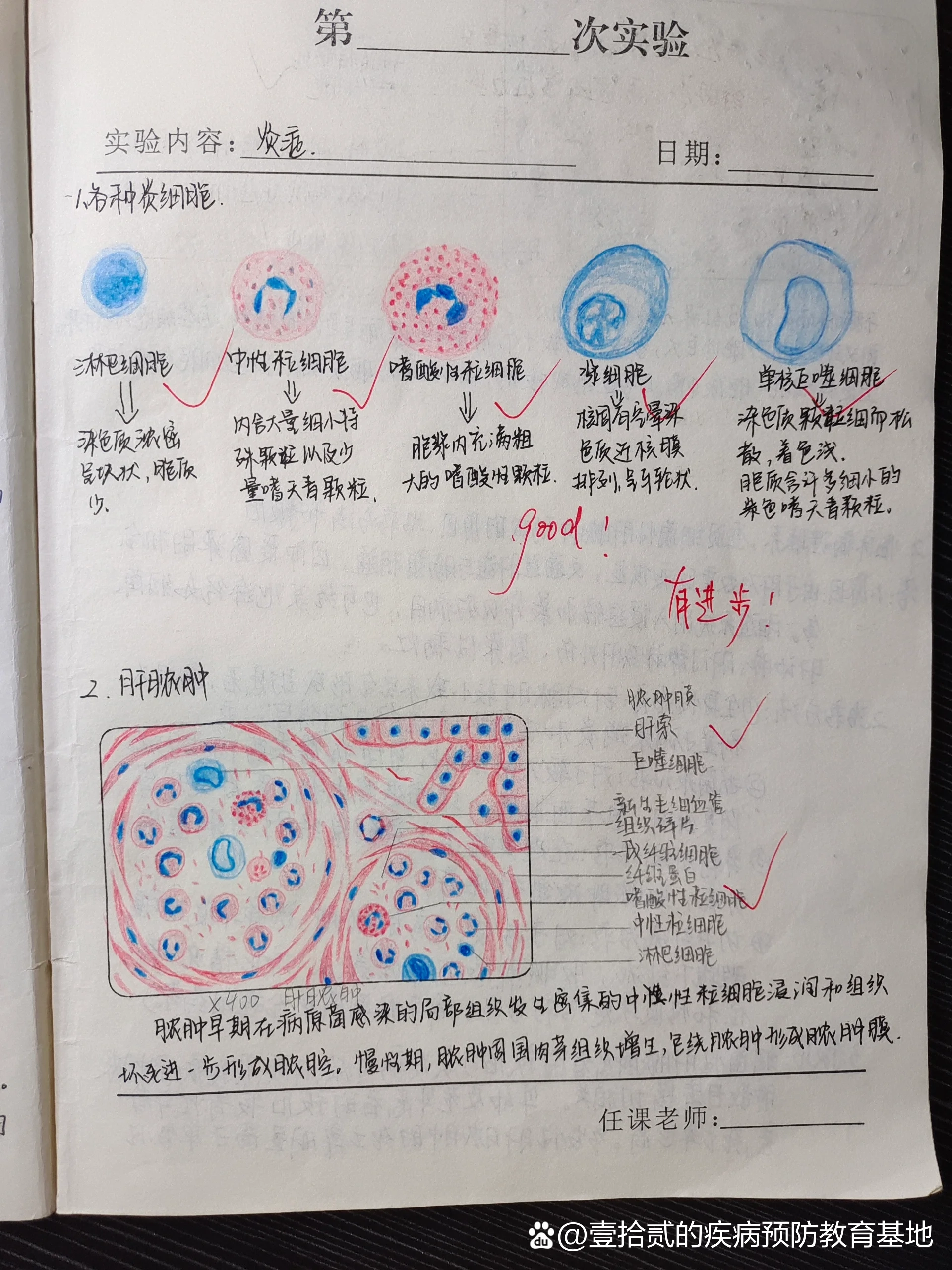 肺泡壁红蓝铅笔手绘图图片