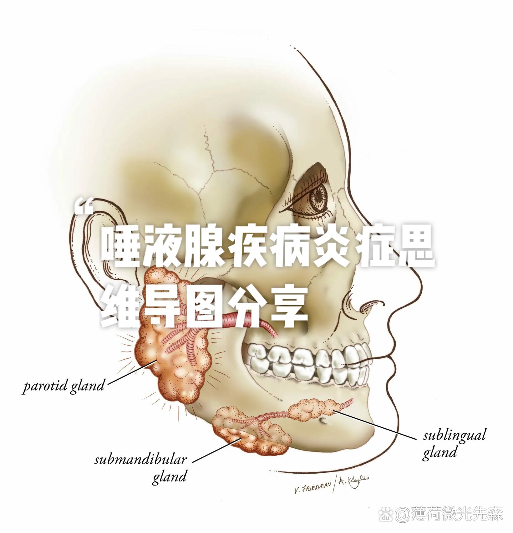 唾液腺增生图片