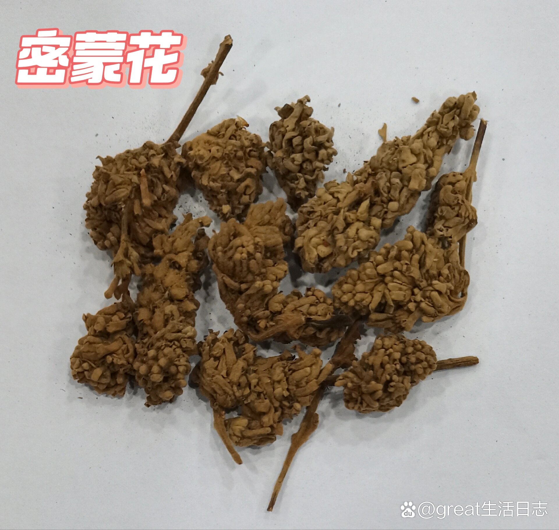 中药之密蒙花