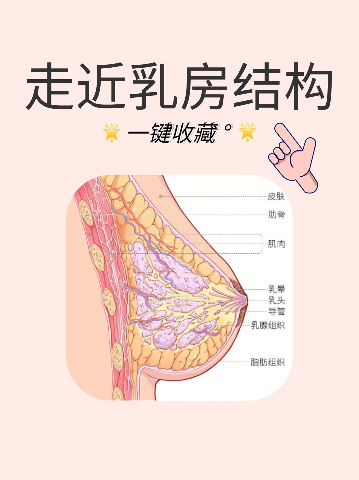 乳房外部结构图片