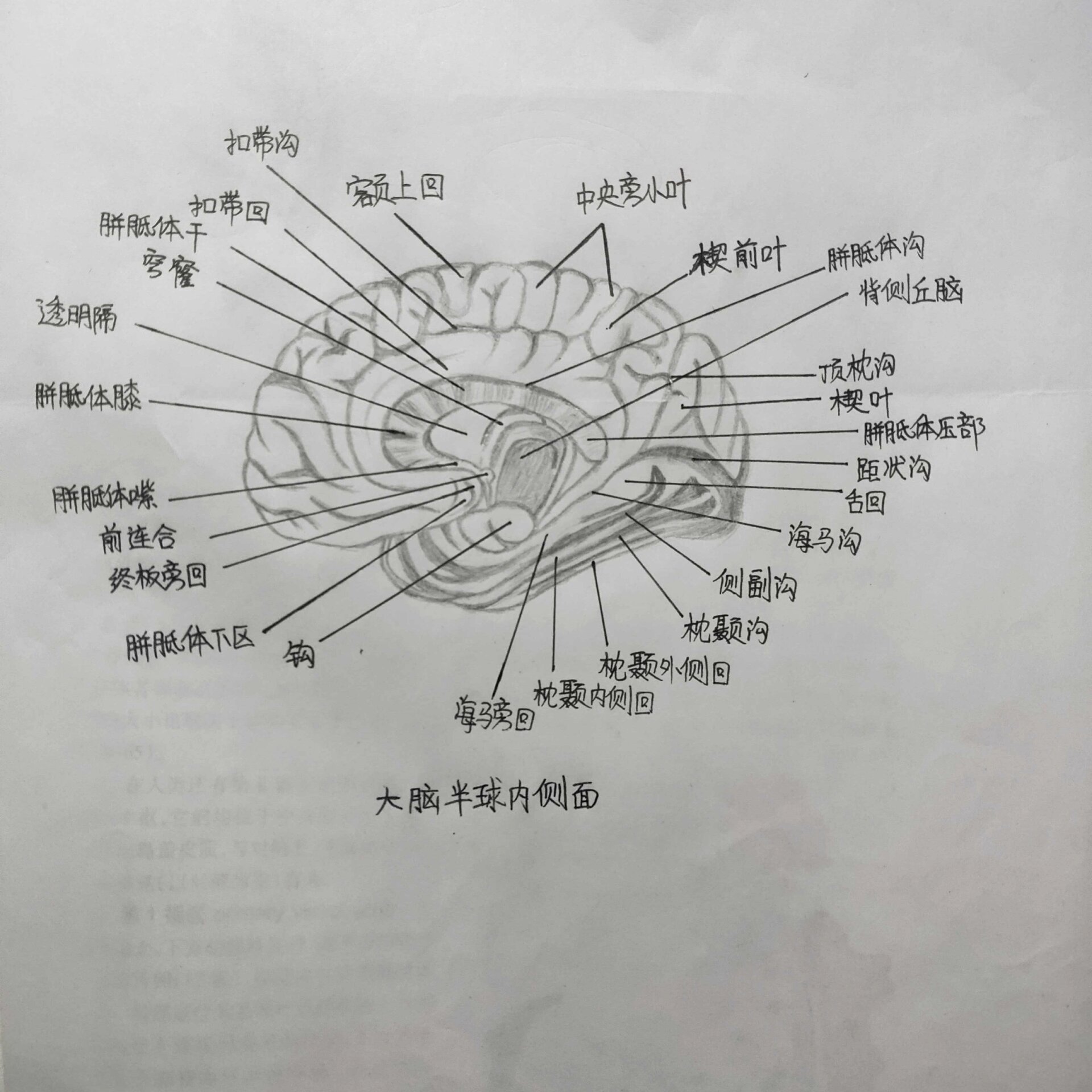 头针语言中枢图片