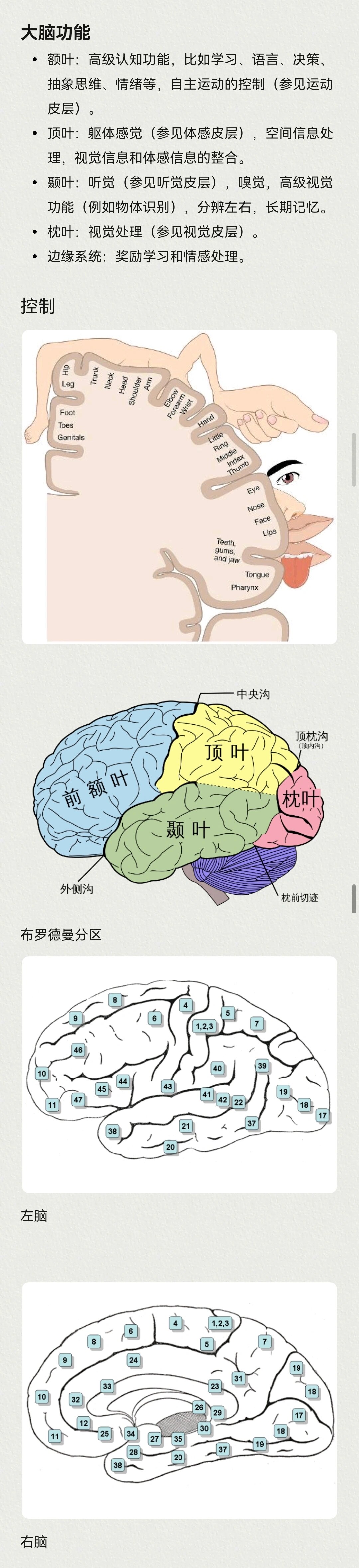 大脑各区域功能图片