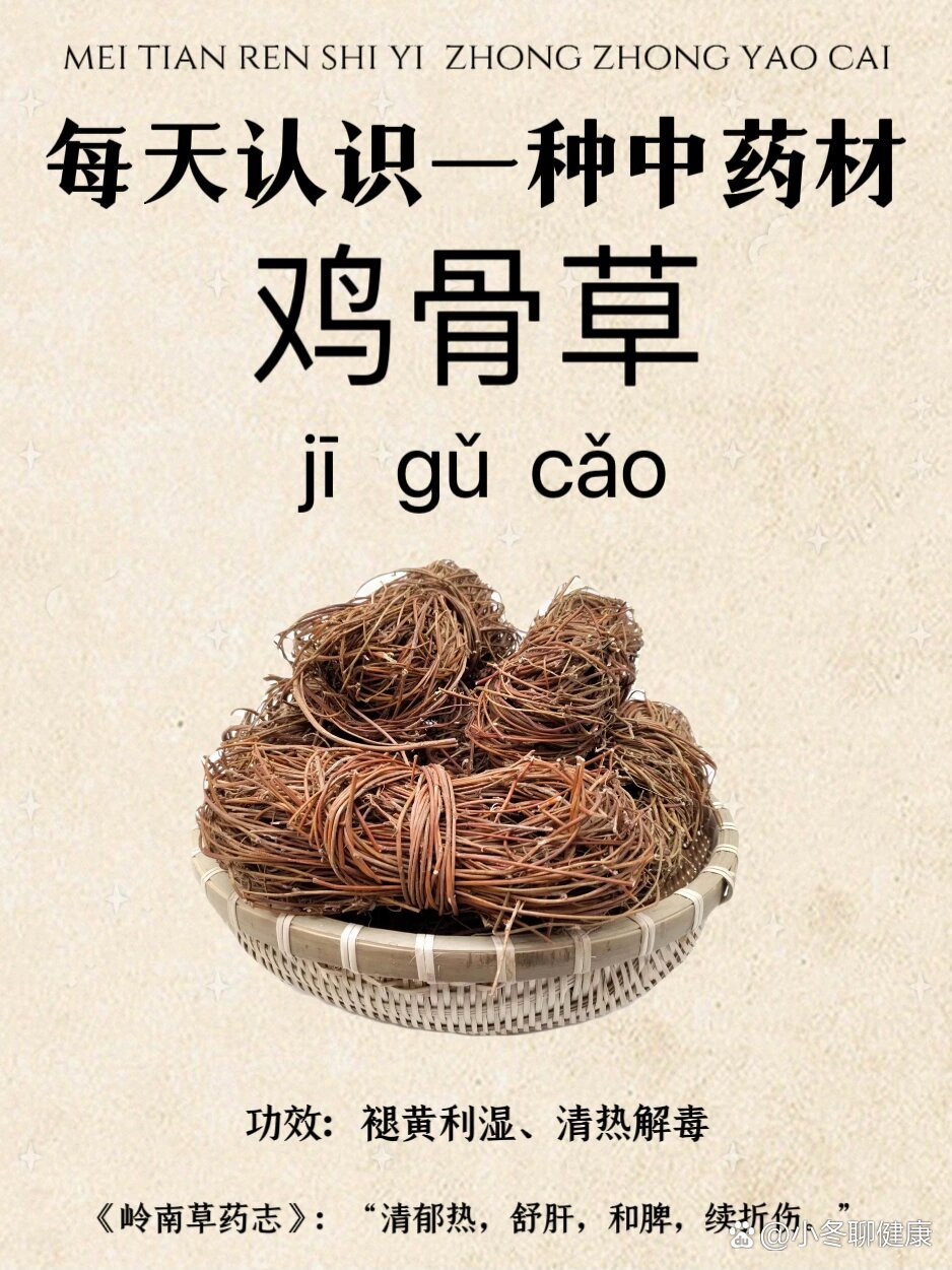 每天认识一种中草药——鸡骨草