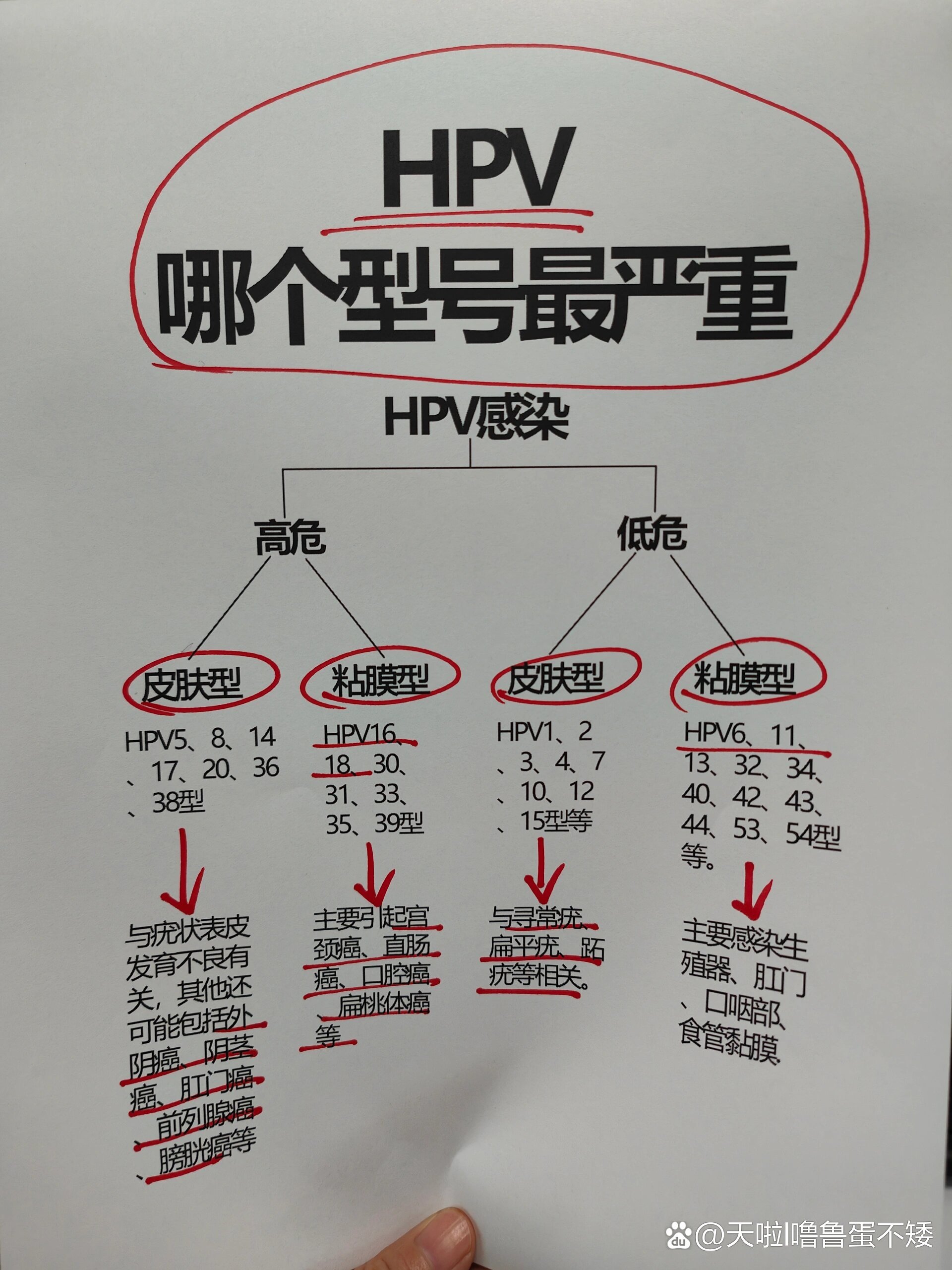 人乳头瘤病毒61型图片