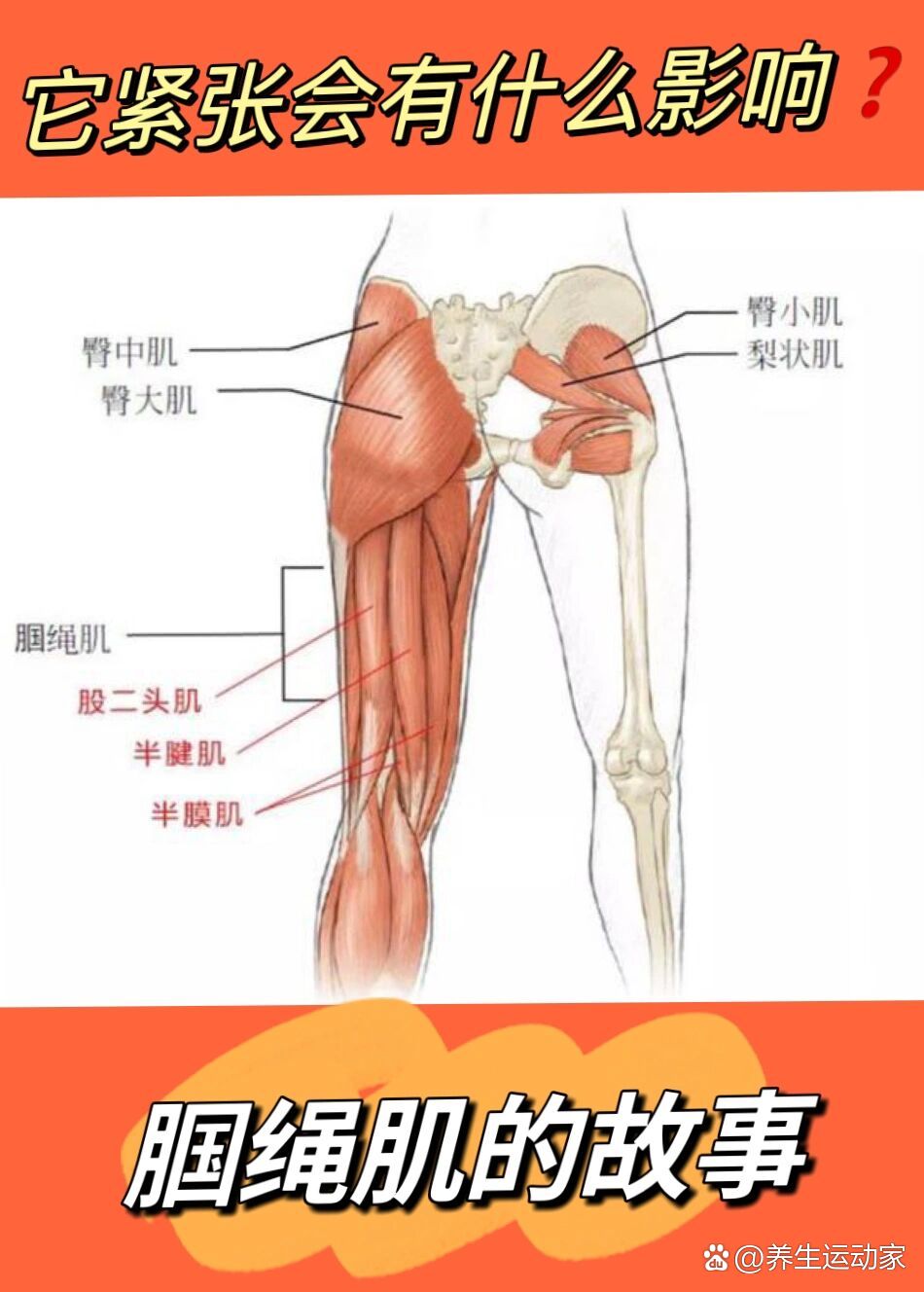 腘绳肌的位置图片