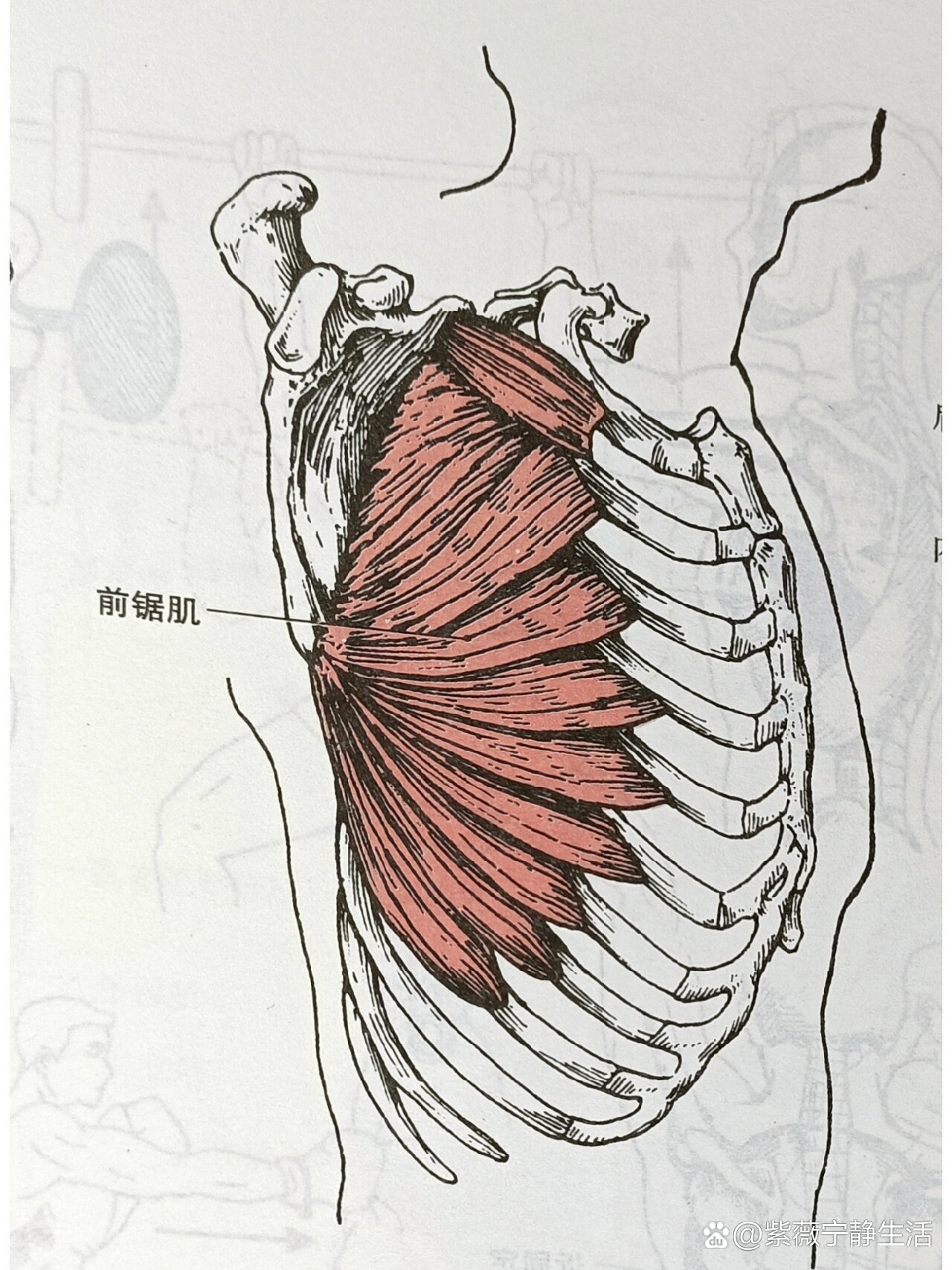 前锯肌为扁肌图片