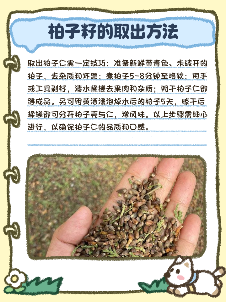 柏子籽怎么取出来柏子仁