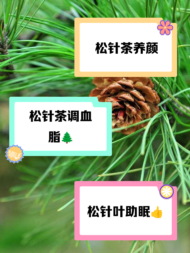 松针叶泡水喝有什么作用