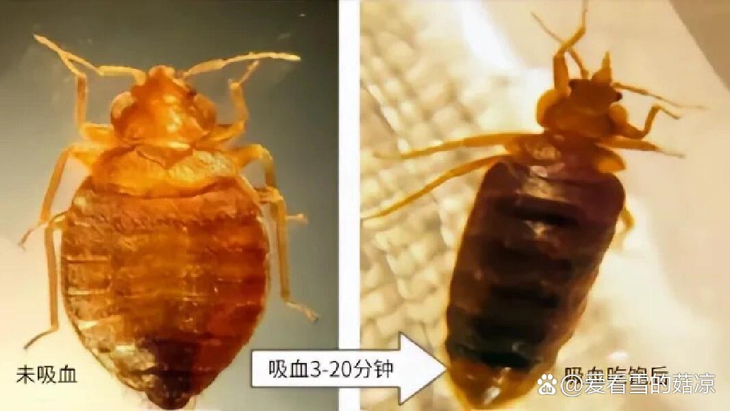 臭虫也被称为床虫,是一种很难消灭干净的昆虫.