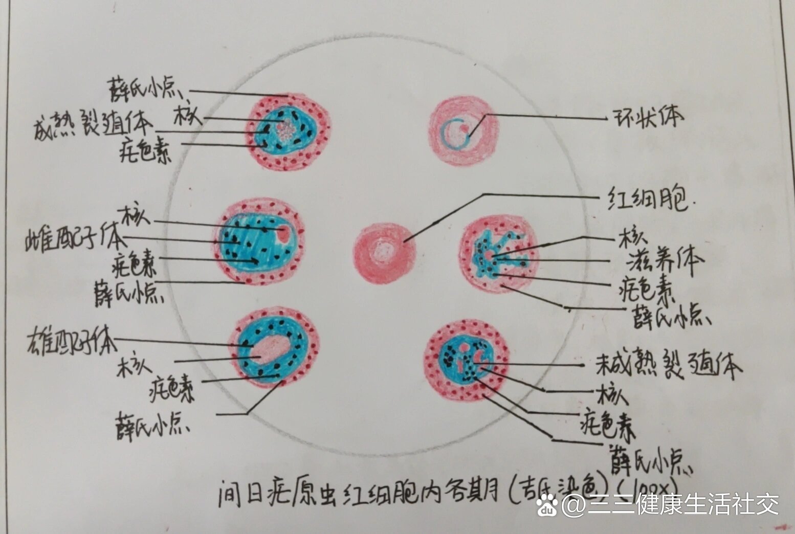 间日疟原虫红内期手绘图片