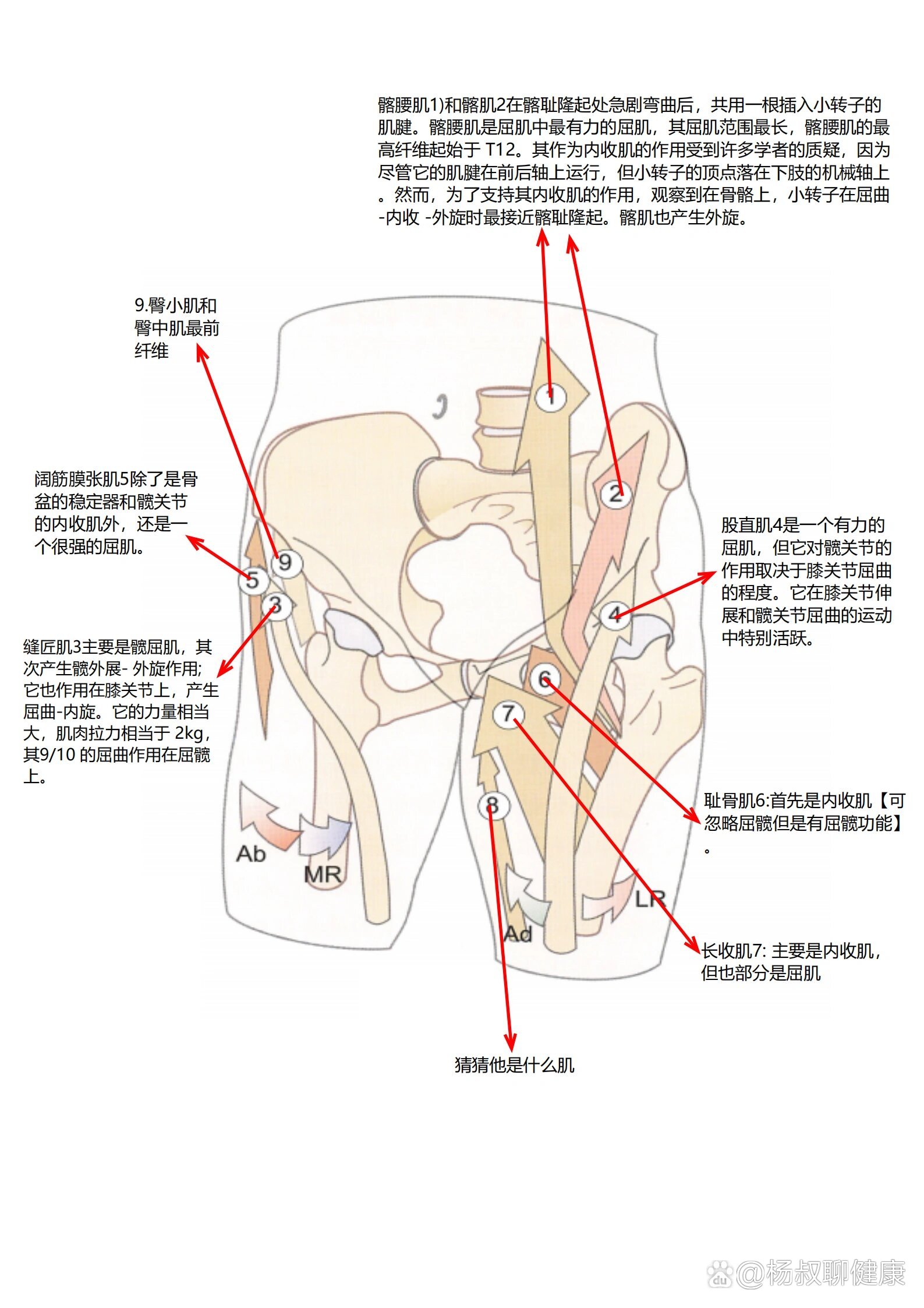 髋关节屈伸运动图解图片