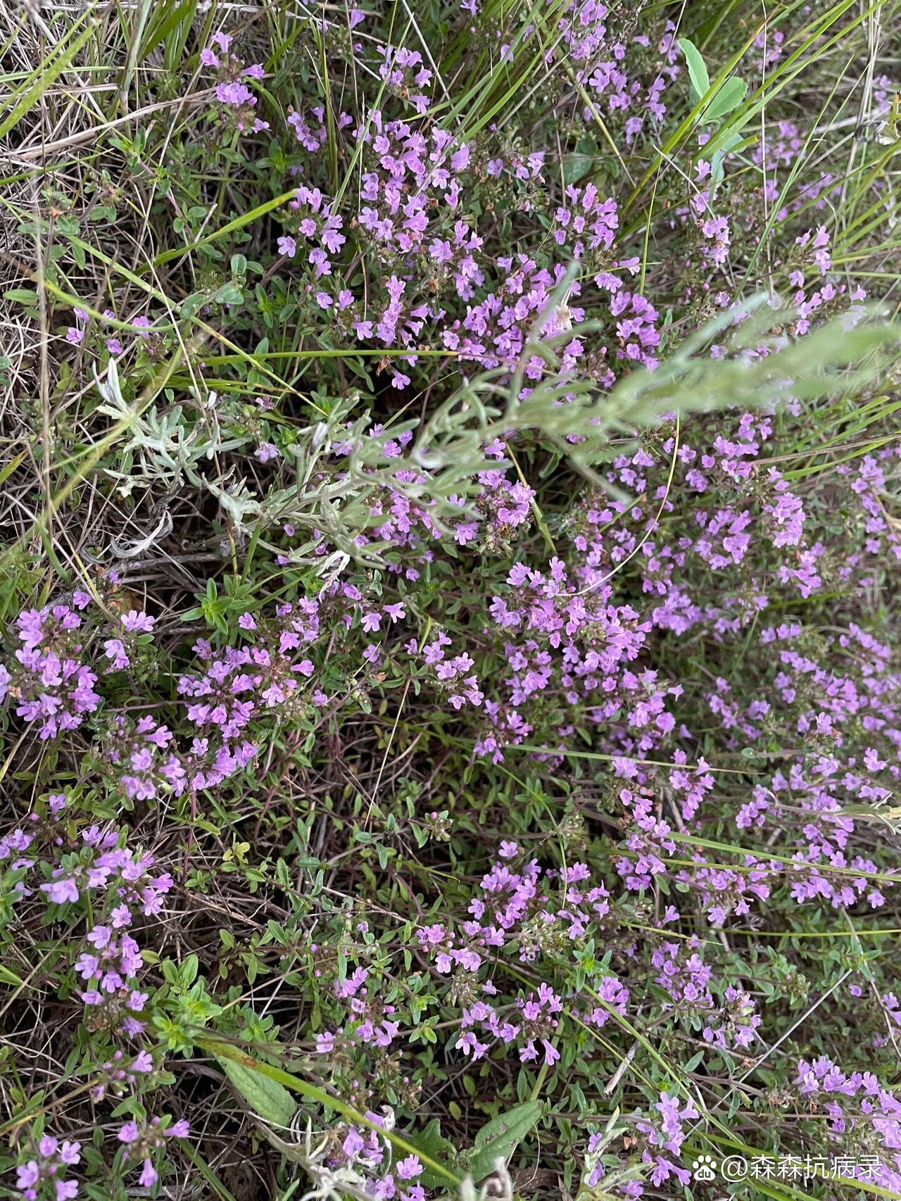 地椒花