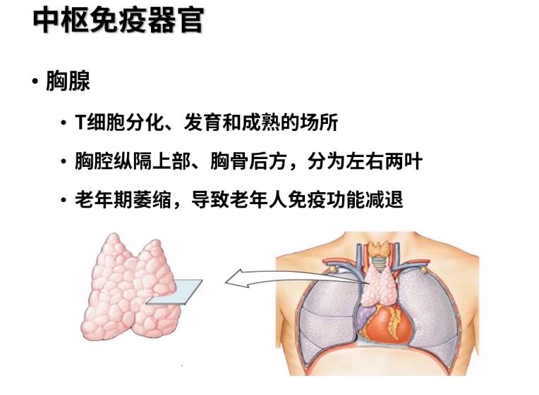 医学免疫学~胸腺