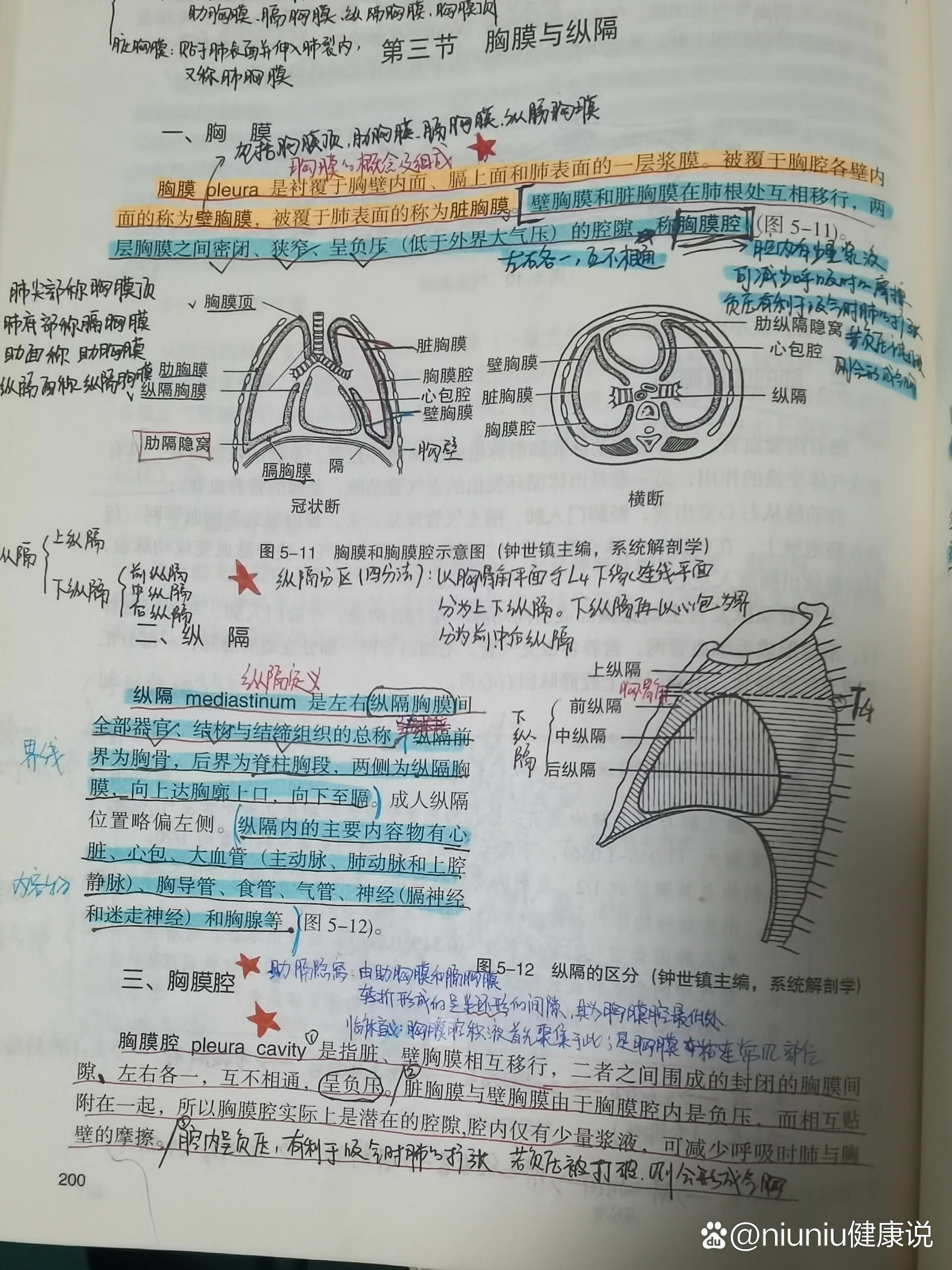 纵隔膜示意图图片