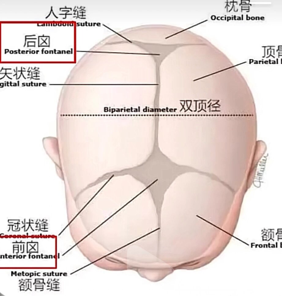 宝宝刚出生有两处头骨是没有闭合的