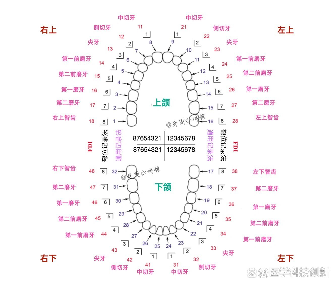 乳牙标记法ABCD图片