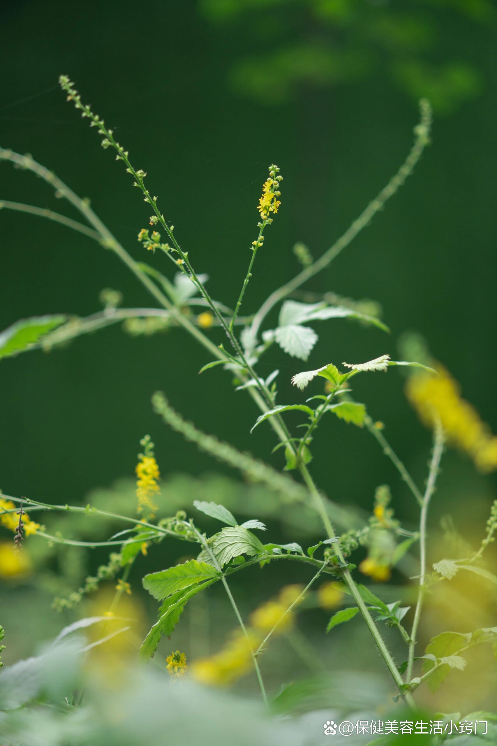 药用植物|龙芽草
