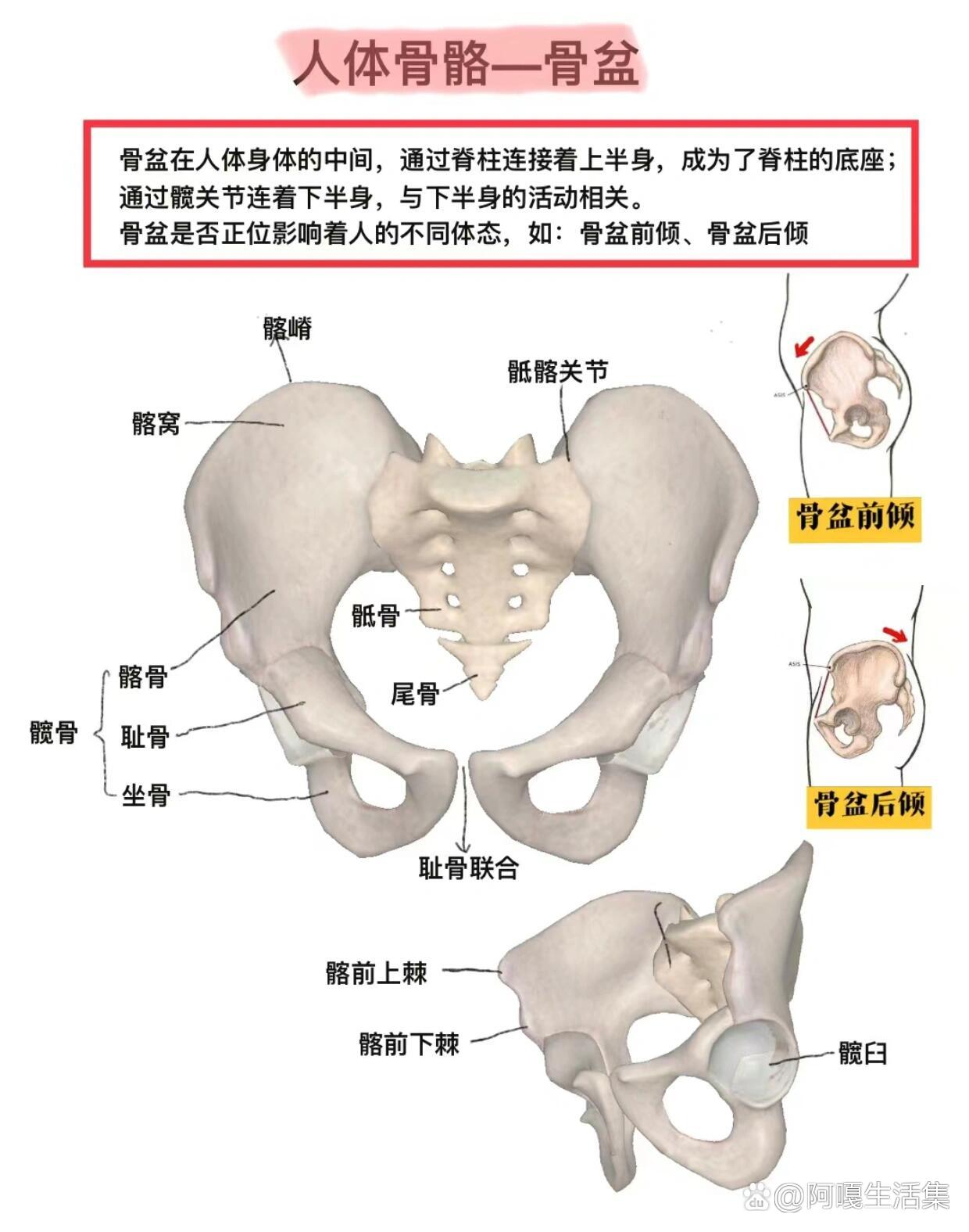 骶骨的作用图片