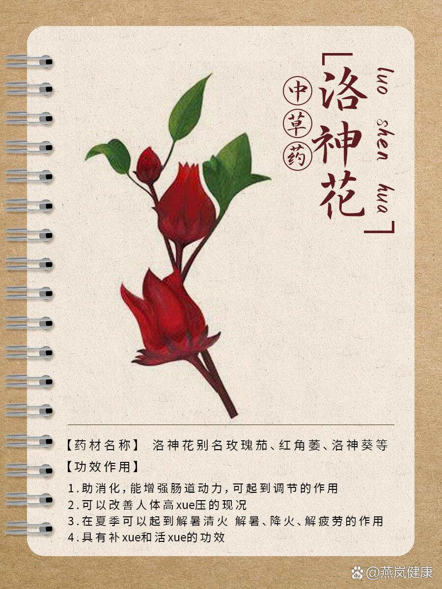 roselle)为锦葵科,木槿属,一年生或多年生,草本植物  br>【采摘季节