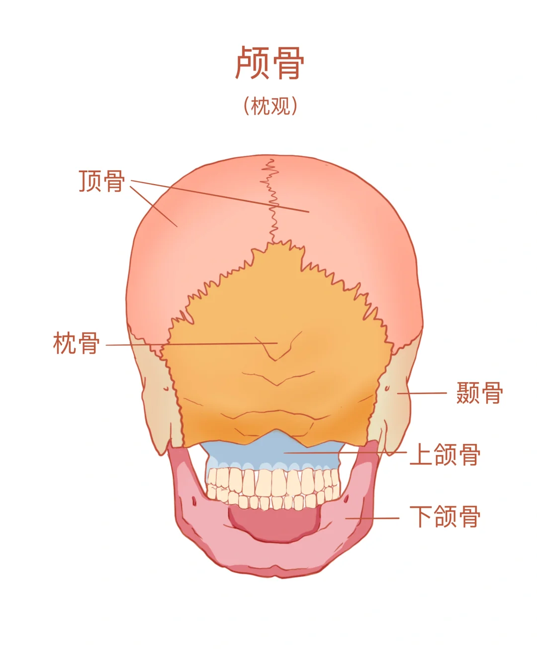 🧠颅骨解剖图谱重绘：脑颅骨与颜面颅骨详解