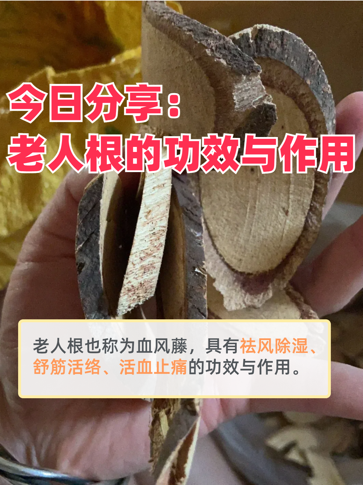 今日分享:老人根的功效与作用