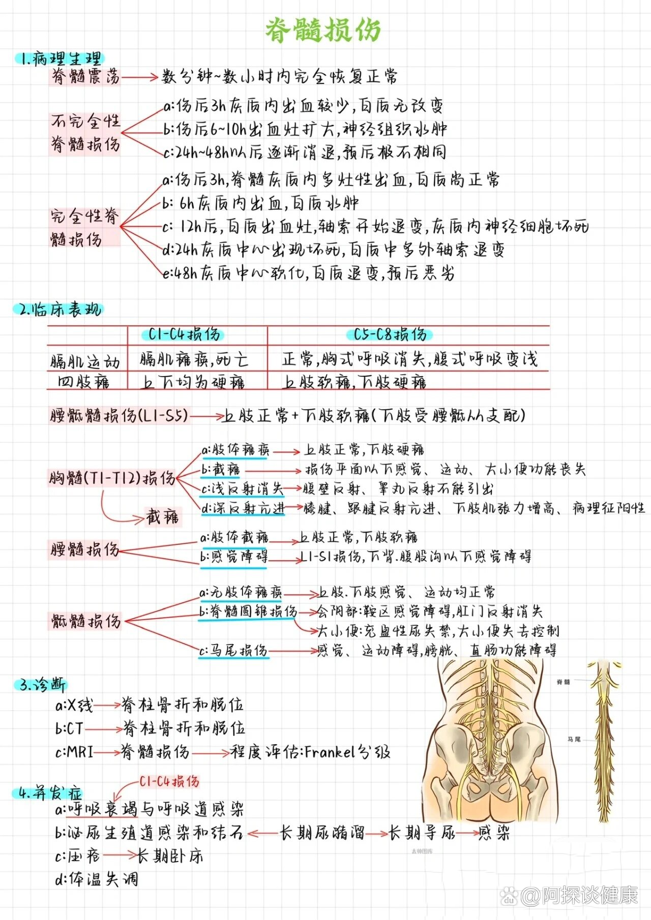 脊髓节段支配口诀图片