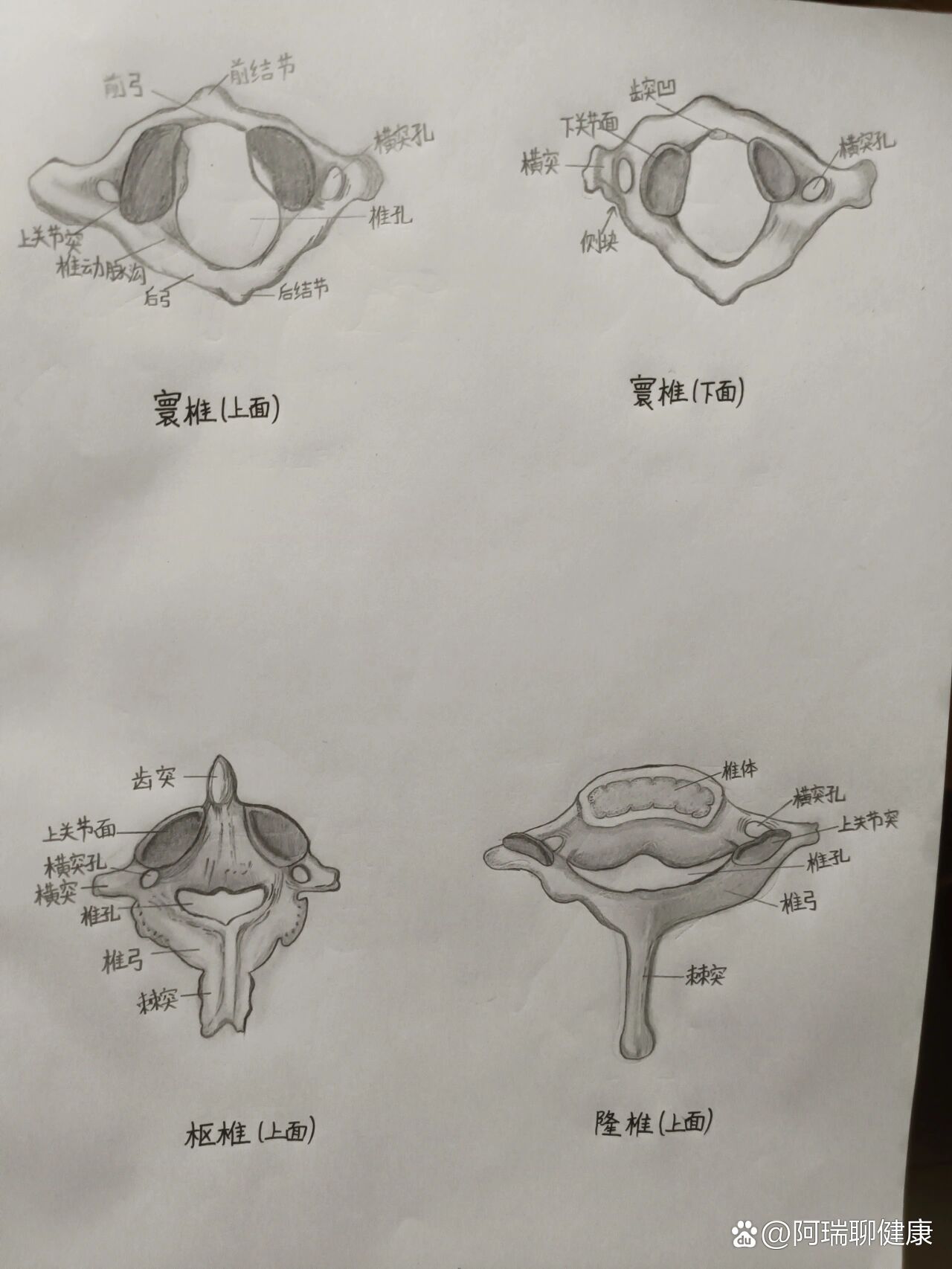 医学生第一次手绘颈椎