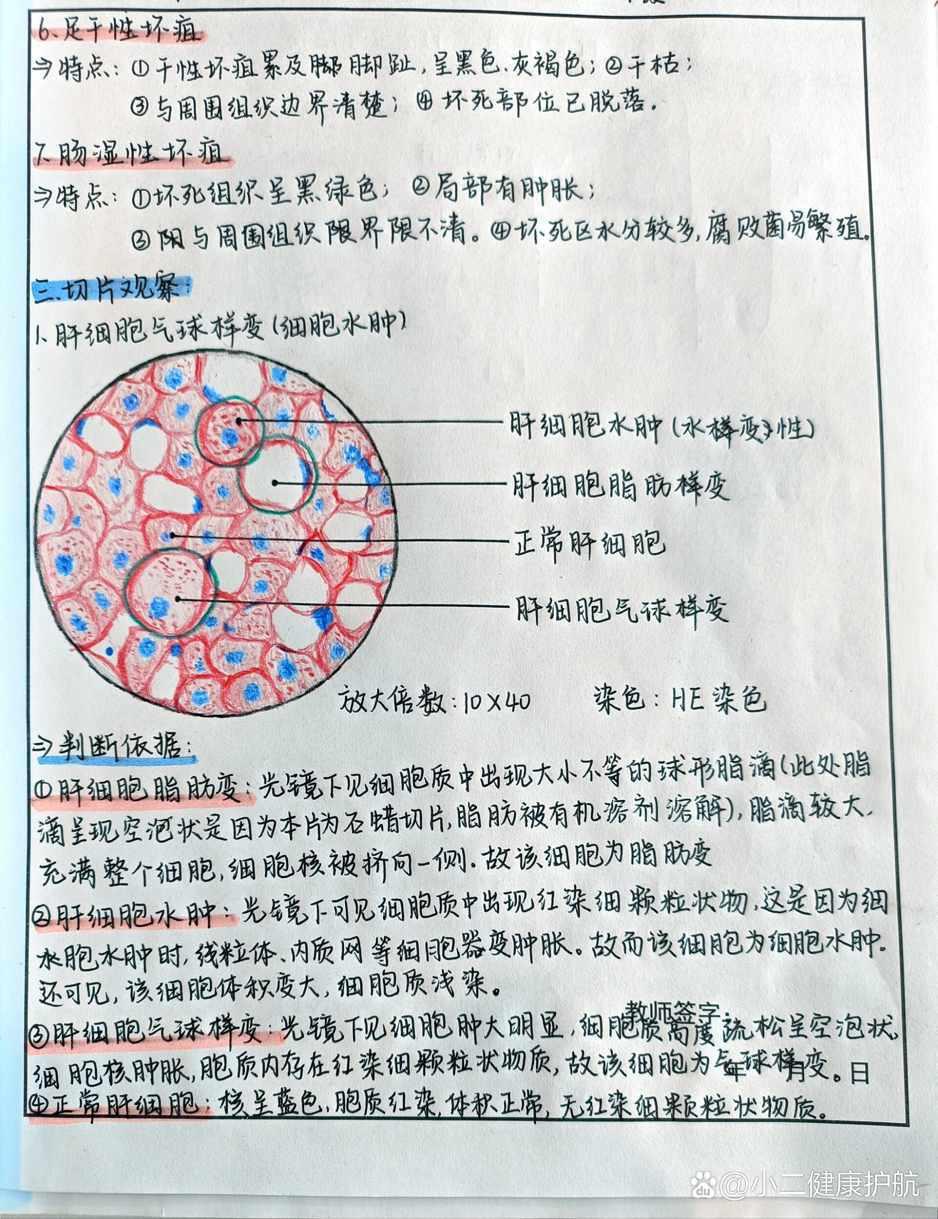 嗜酸性粒细胞手绘画图图片