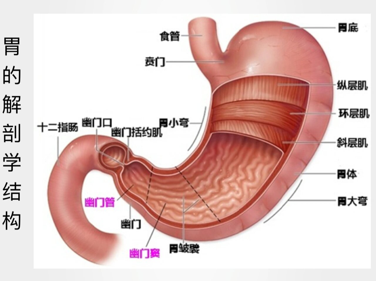 原创医学插画 胃的解剖学结构又是因为嫌课件的丑