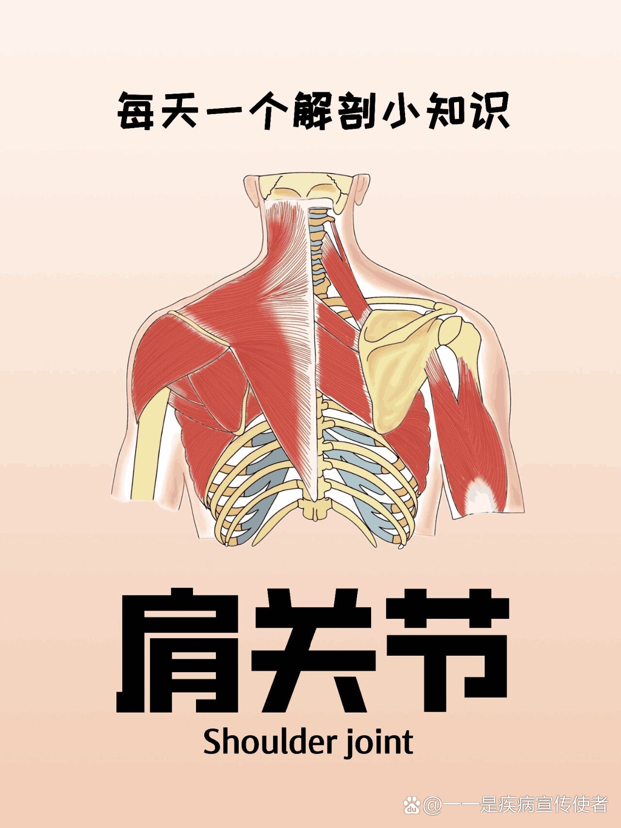 肩关节活动的六个方向图片