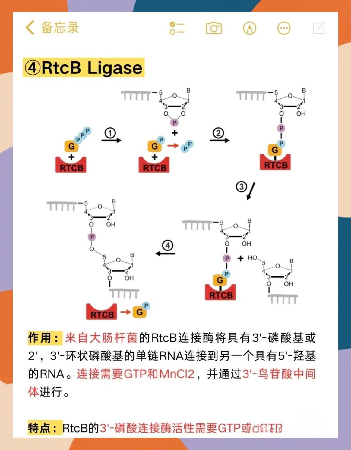 12种DNA/RNA连接酶，实验必备！