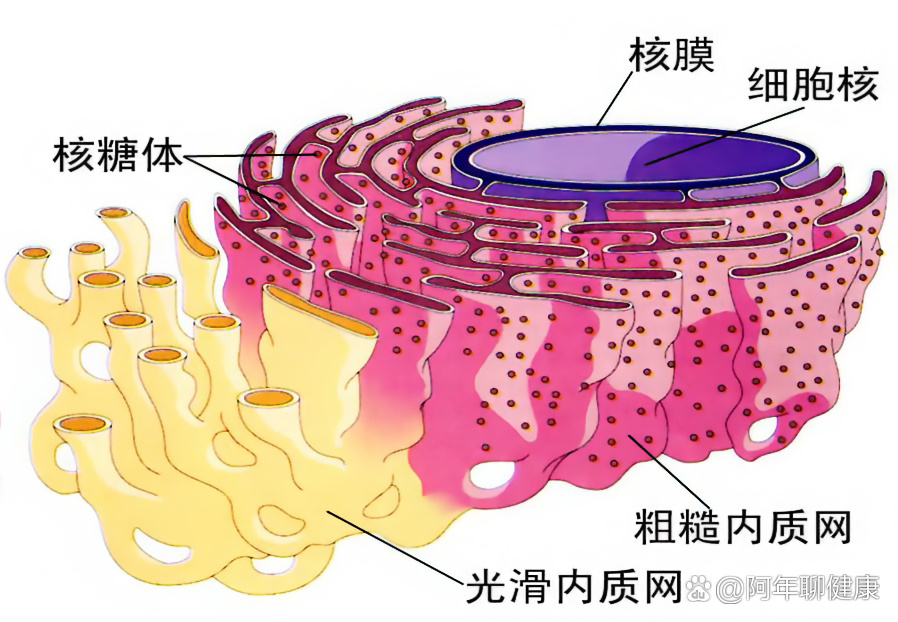 内质网简图高尔基体图片