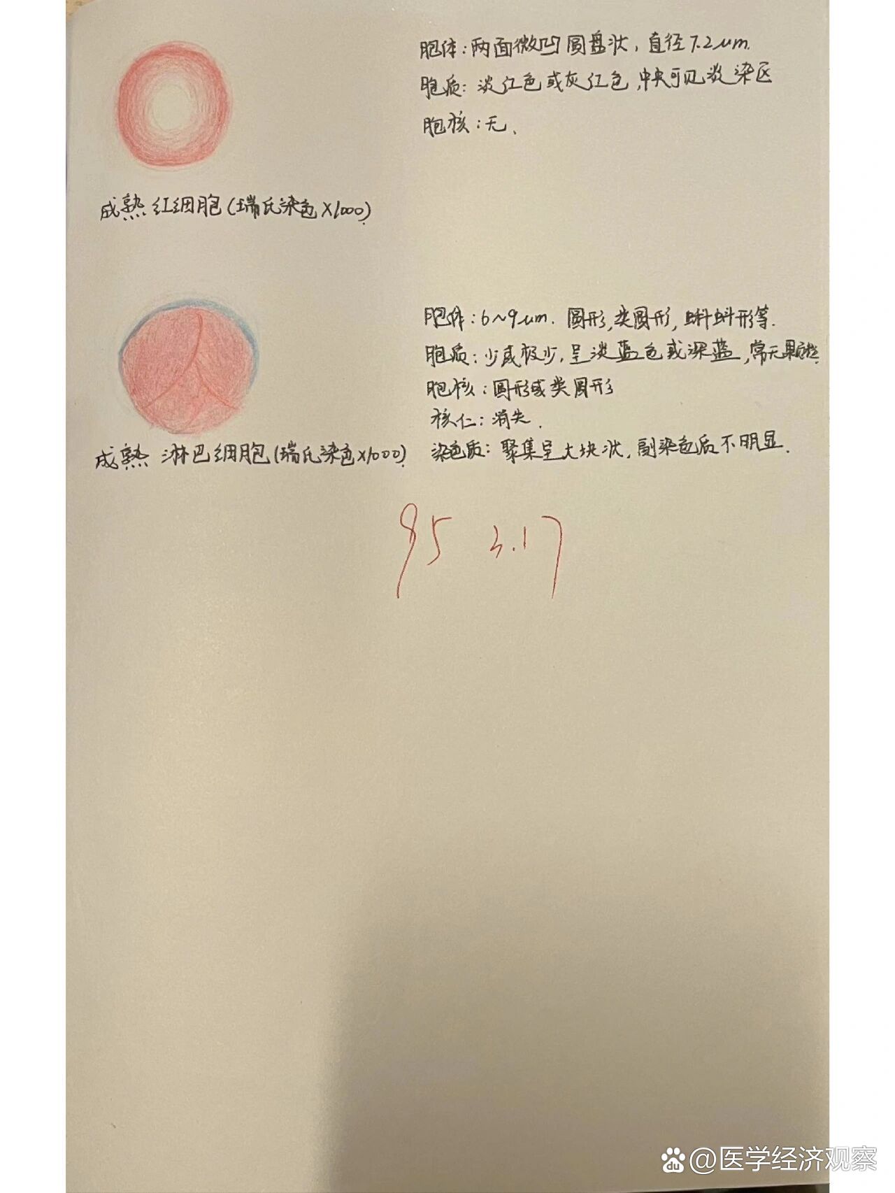 血检-红细胞系手绘图