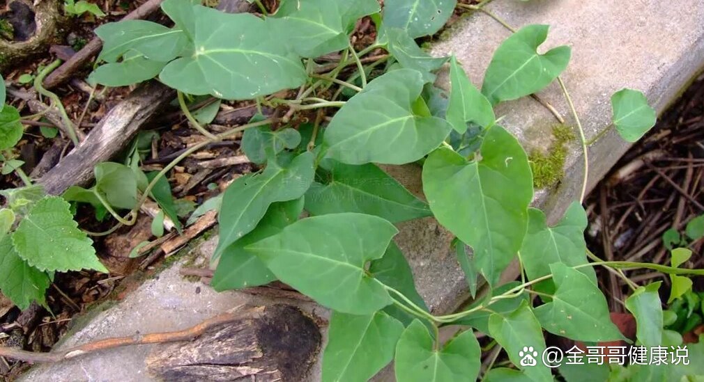 (远志,合欢皮,首乌藤) br>远志:安神益智,交通心肾,祛痰开窍,消散痈肿