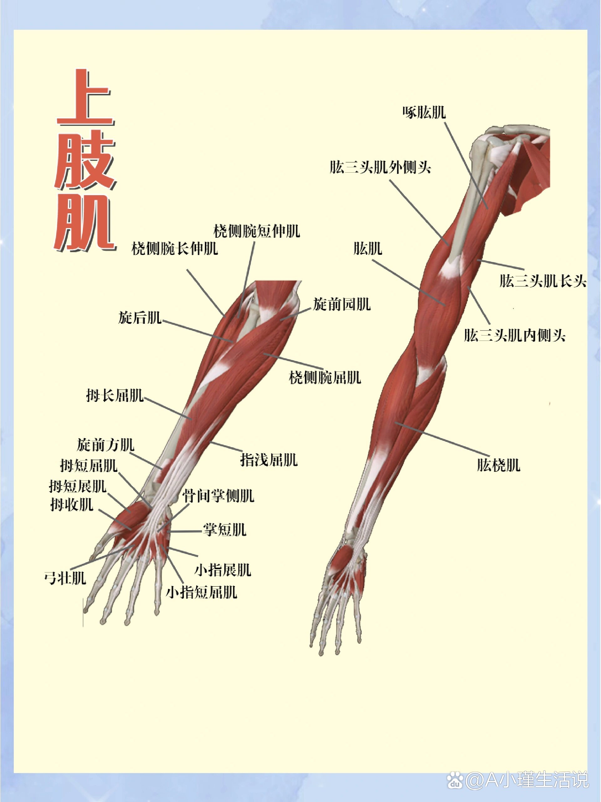 小手臂肌肉图解图片