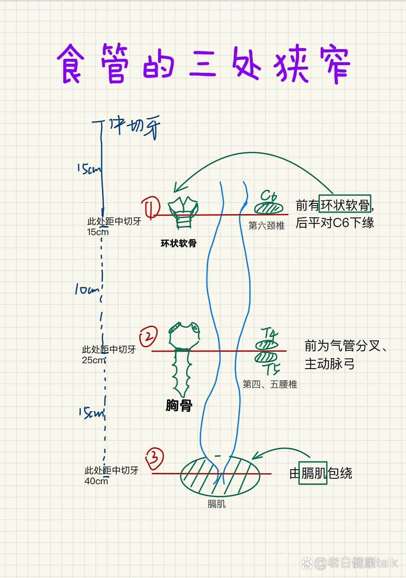 食管三个狭窄图片