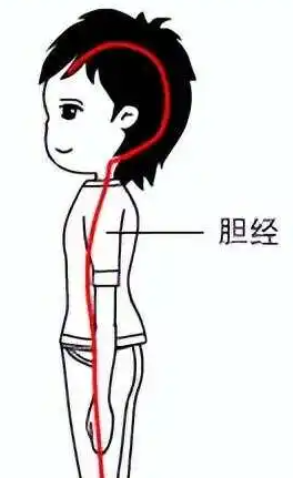 胆经的准确位置图