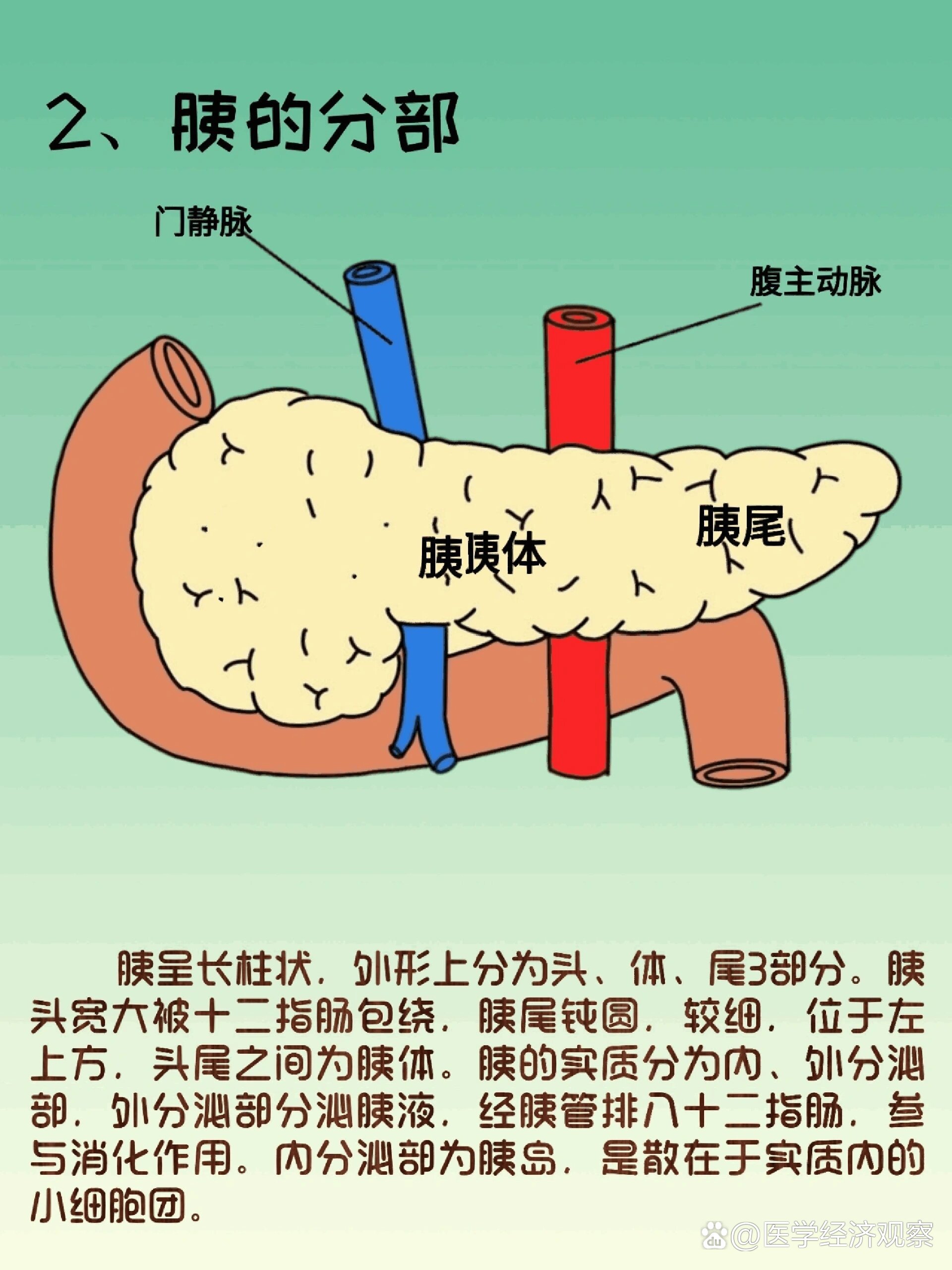 器官解剖之胰腺