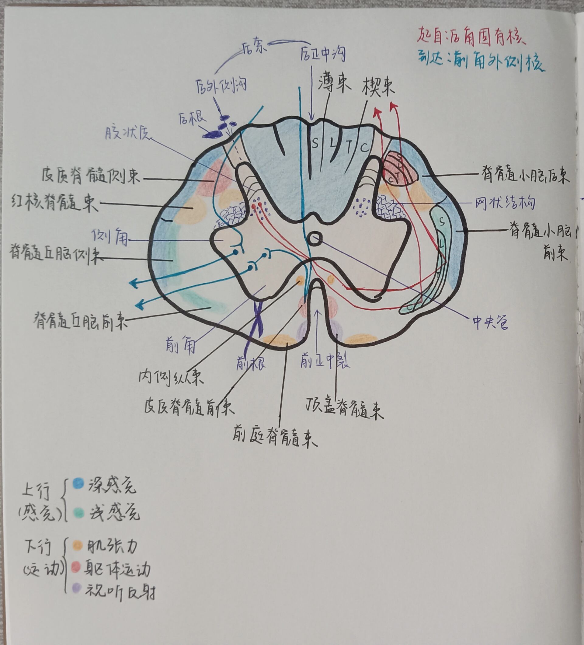 脊髓图解剖图片