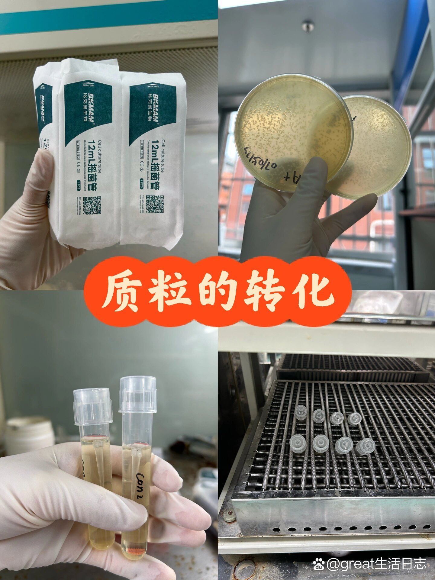 实验/质粒转化步骤及注意事项