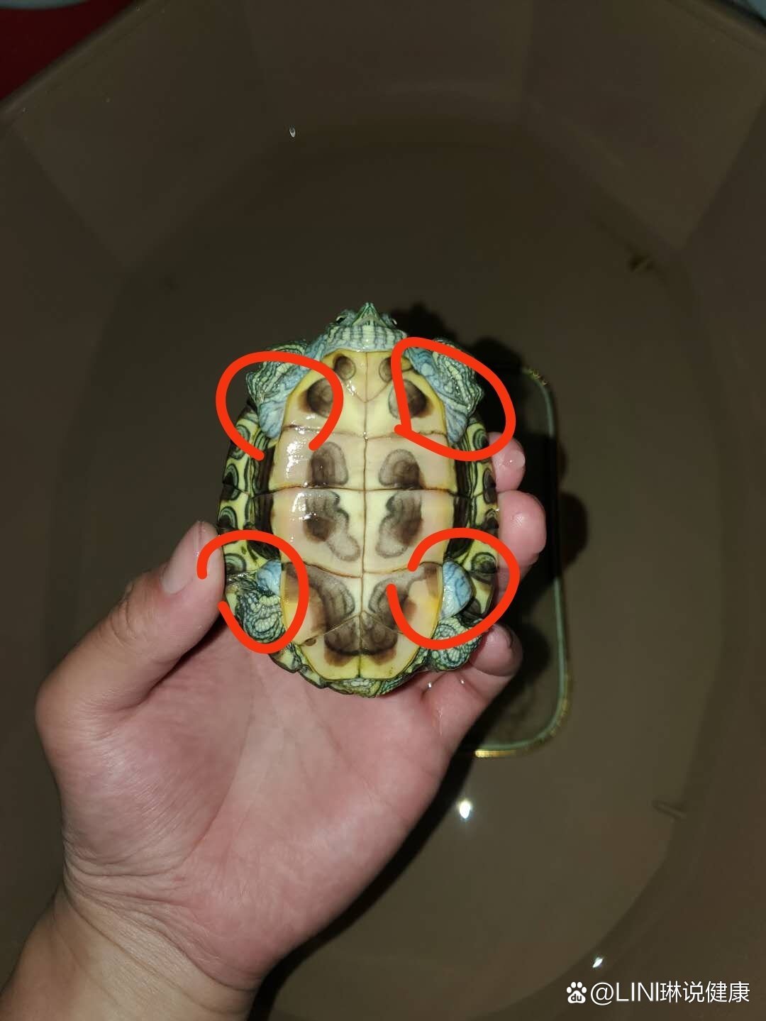 乌龟水肿了怎么办