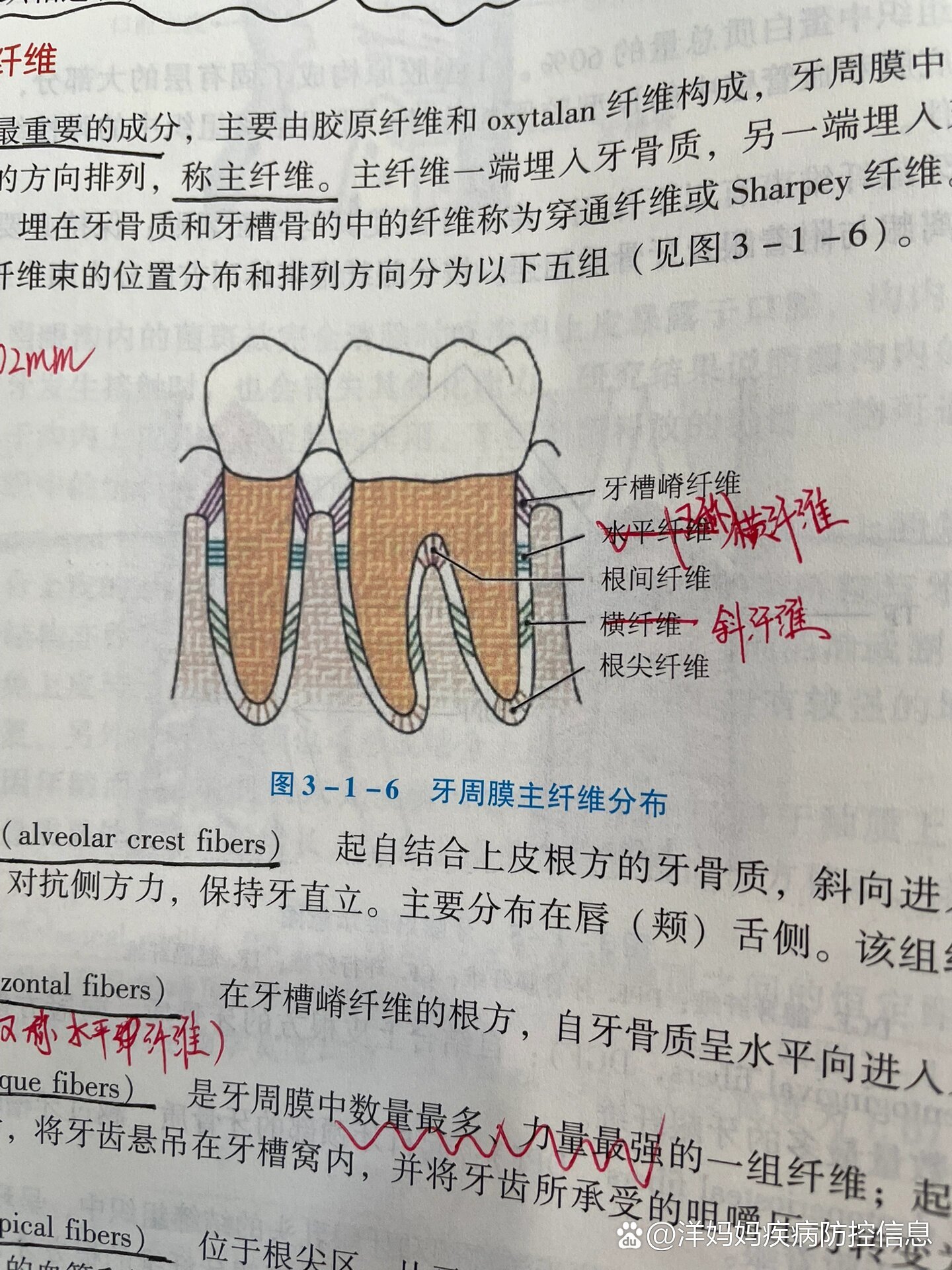 2065牙周膜:又称牙周韧带,是围绕牙根并连接牙骨质和牙槽骨的致密
