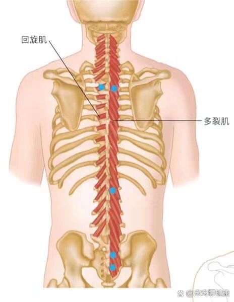 多裂肌和回旋肌