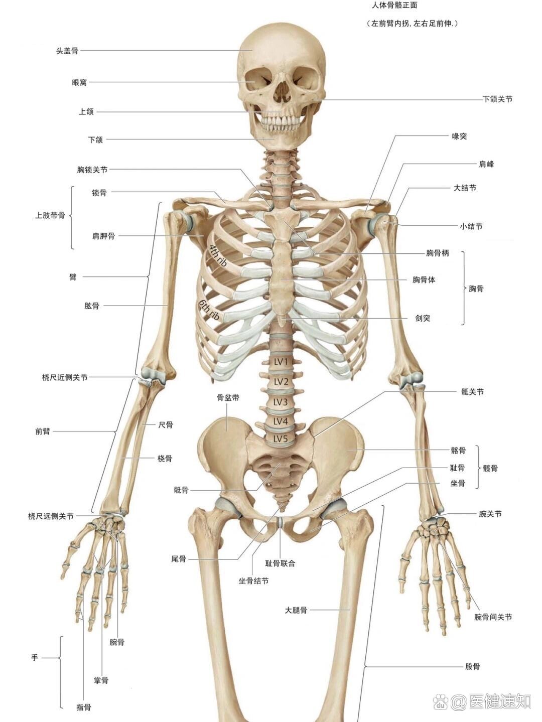 p 人体解剖结构 br 医学应该从一副骨架开始