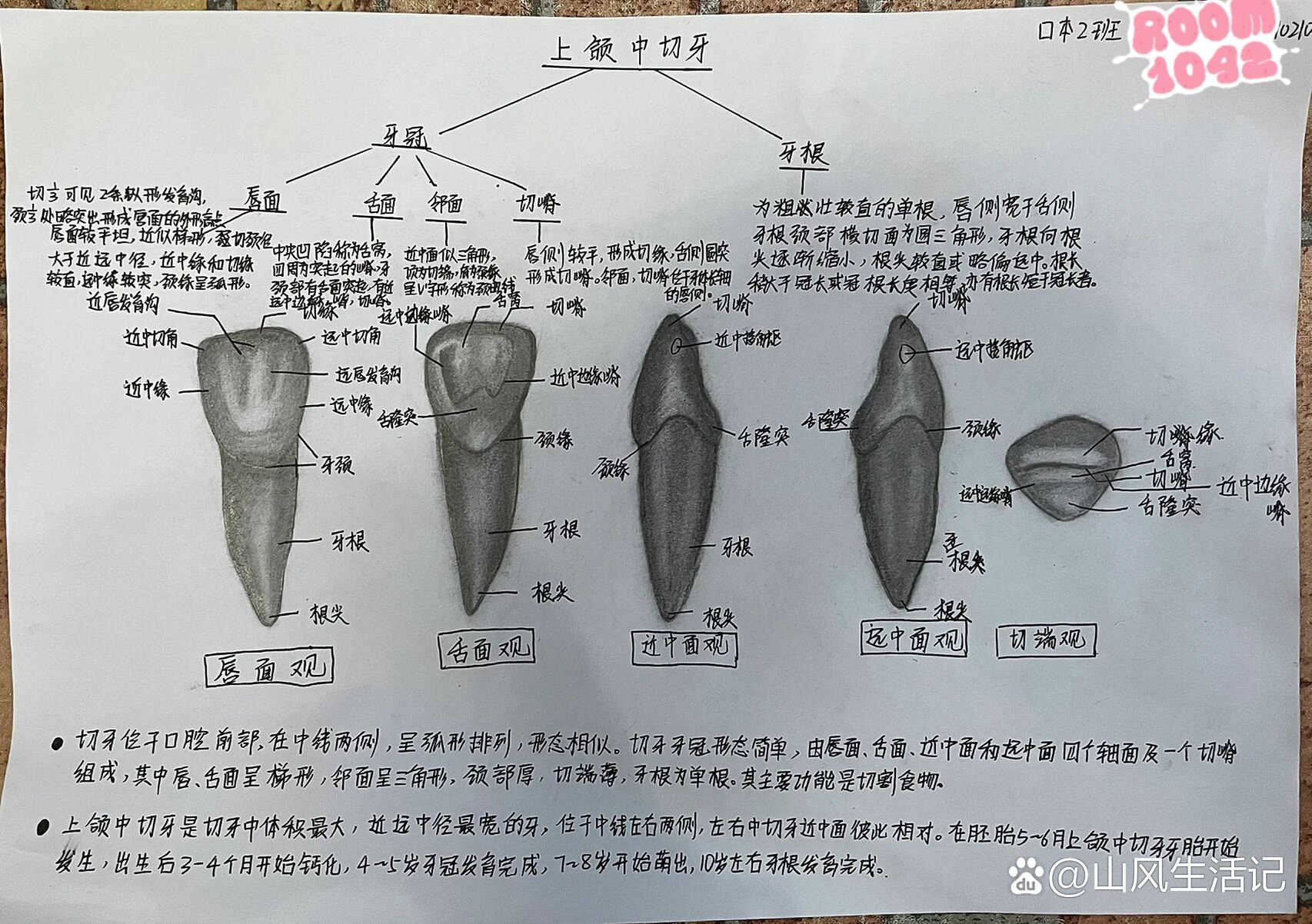 下颌中切牙素描图图片